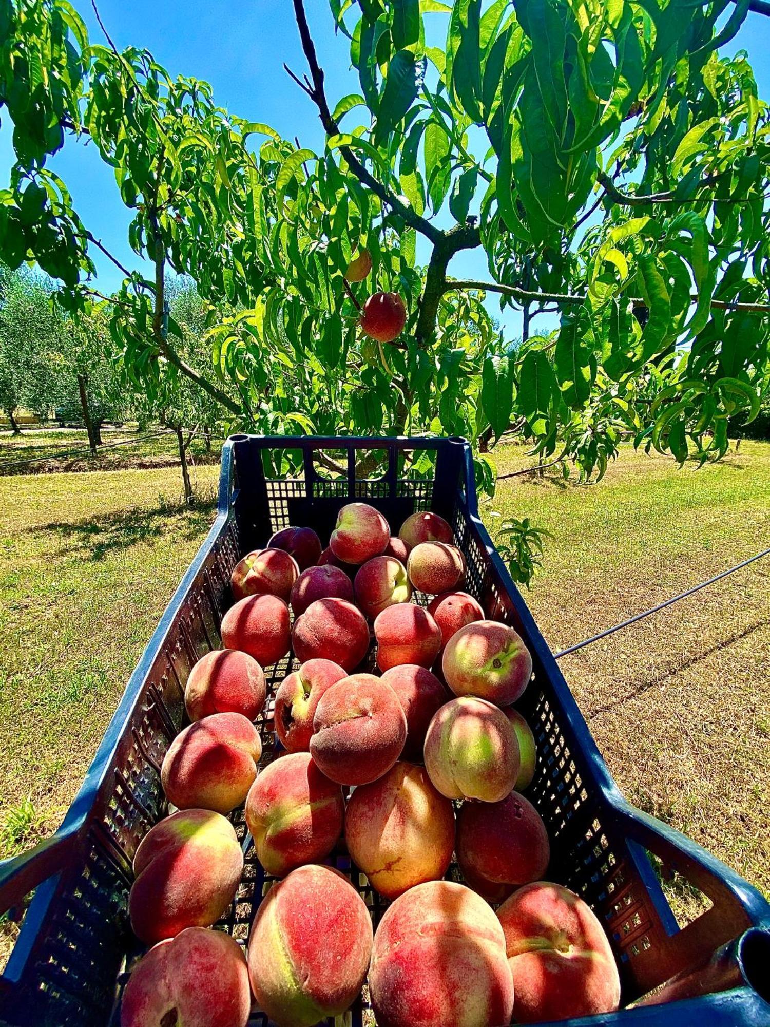 Agriturismo Re Di Fiori 多诺然蒂克 外观 照片