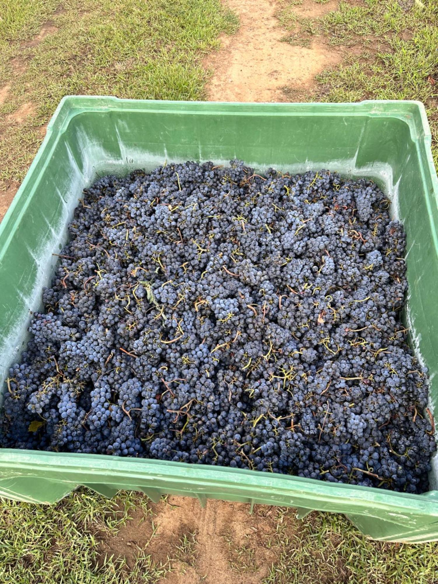 Agriturismo Re Di Fiori 多诺然蒂克 外观 照片