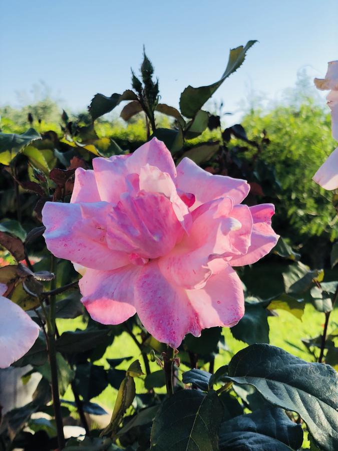 Agriturismo Re Di Fiori 多诺然蒂克 外观 照片